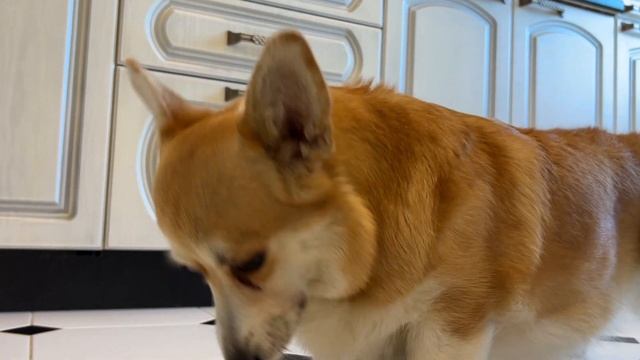 Вельш Корги Пемброк собака 13.09.2023 / Welsh Corgi Pembroke dog #dog #corgi #щенки смотреть онлайн