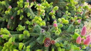 ЕЛЬ ПУШ. Эффектное хвойное растение для сада. Picea abies Pusch