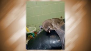 Кормим летучую мышь в квартире с руки  Интересное видео