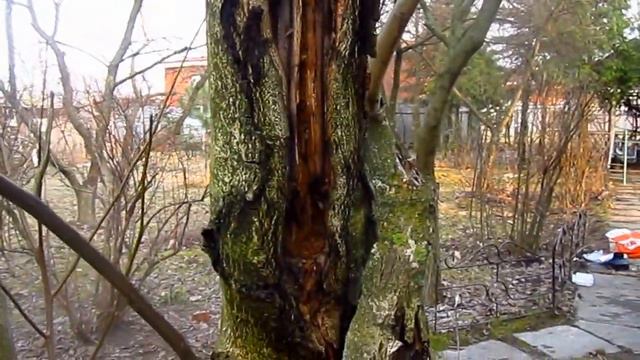 Обработка участка от клещей и болезней растений. смотреть онлайн