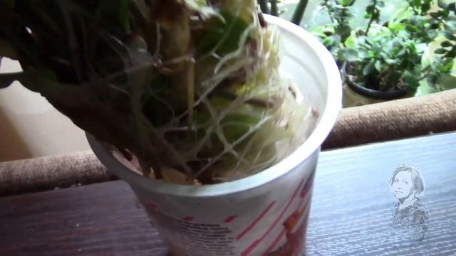 Почему я люблю её? За неприхотливость и яркость! смотреть онлайн