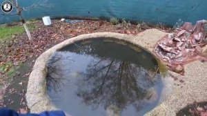 Кормим карпа перловкой. Карп зимой в пруду на даче