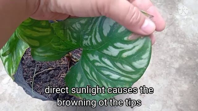 Ways to propagate Cercestis Mirabiles and Care смотреть онлайн