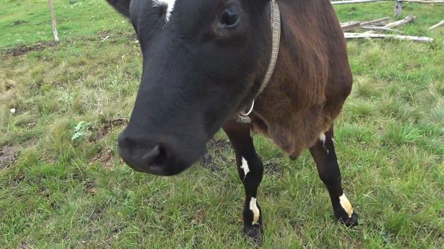 Кормим соседских кур . Дела повседневные . смотреть онлайн