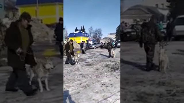 ГОРНЫЙ АЛТАЙ ВЫСТАВКА 1.03.2020г. смотреть онлайн