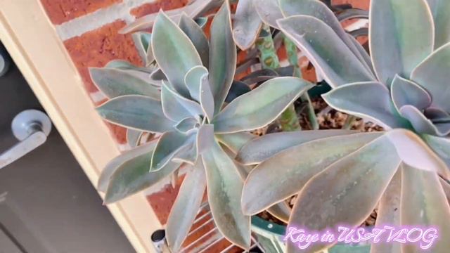 Flexing My Big Fred Ives #graptoveria #succulents #echeveria смотреть онлайн