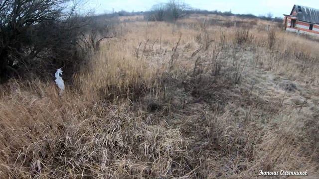 ОХОТА НА ЗАЙЦА 2020 С ЛЕГАВОЙ ПО ЧЕРНОТРОПУ / ЗАЯЦ ЕСТЬ!!! смотреть онлайн