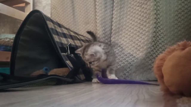 Мы завели нового друга😲//как все было! смотреть онлайн