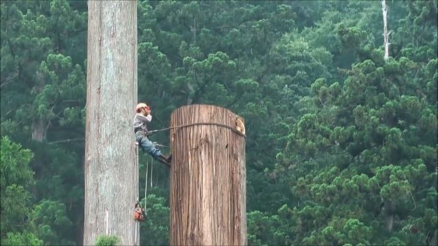 КАК ПИЛЯТ САМЫЕ БОЛЬШИЕ ДЕРЕВЬЯ В МИРЕ / Японские лесорубы смотреть онлайн