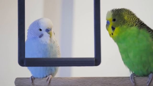 3 Hour Budgie Sounds For Lonely Budgies
