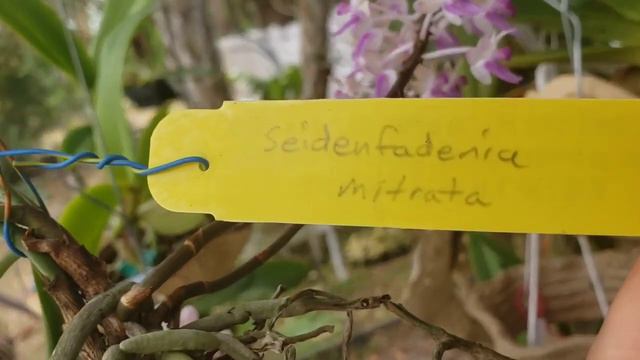 EASTER EGG HUNT IN THE ORCHID GARDEN AND BLOOMS UPDATE. April 18, 2022 смотреть онлайн