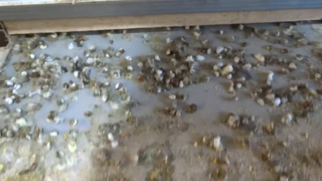 ЭМПРОБИО Для моих питомцев смотреть онлайн