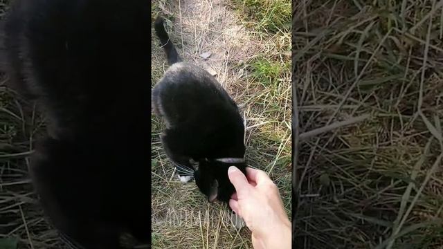 Ласковая кошка Варя смотреть онлайн