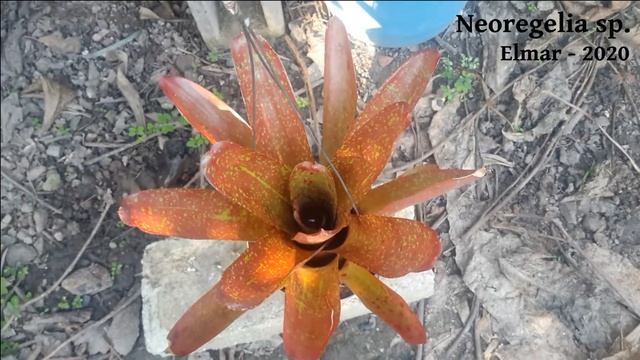 Neoregelia sp. смотреть онлайн