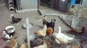 Куры в домашних условиях. Разведение кур видео