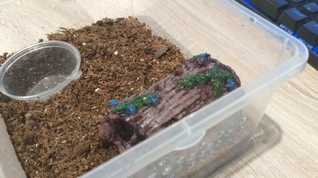 Плесень в террариуме у птицееда смотреть онлайн