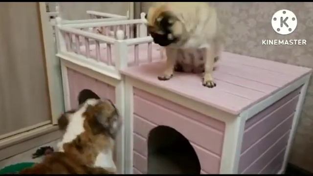 Вета и Буся. Буся охраняет своё добро. смотреть онлайн