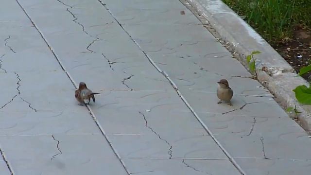 Птица воробей . Брачный танец смотреть онлайн