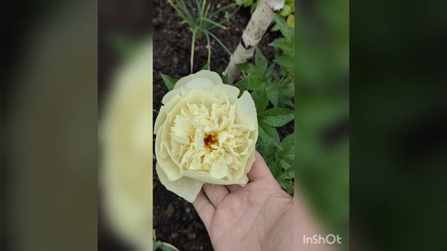InShot_20220625_153109646.mp4