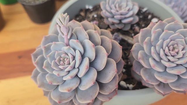 Suculentas Graptoveria Lulu, Graptoveria Super Primavera E Graptoveria Milk Way,  Dicas De Cultivo