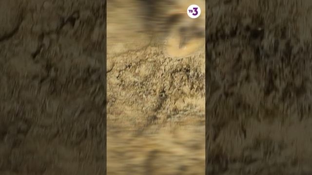 Жизнь наездницы и лошади под угрозой #shorts смотреть онлайн