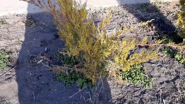 Мои ХВОЙНЫЕ МАТОЧНЫЕ РАСТЕНИЯ! Обзор хвойных растений с названием сортов.