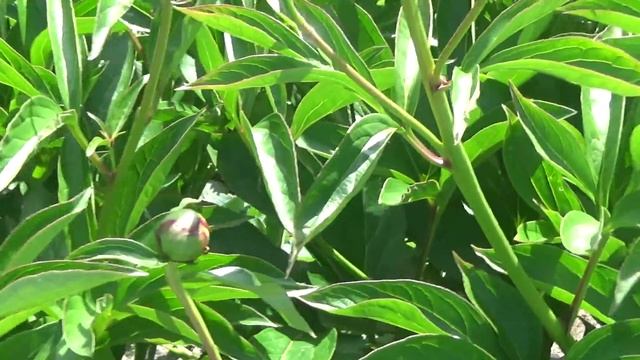 Пионы,муравьям бой. смотреть онлайн