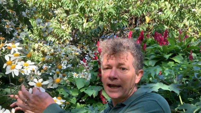 Montanoa Grandiflora