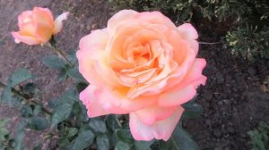 Вся правда о розе Глория Дей. История создания чайно-гибридной розы Глория Дей