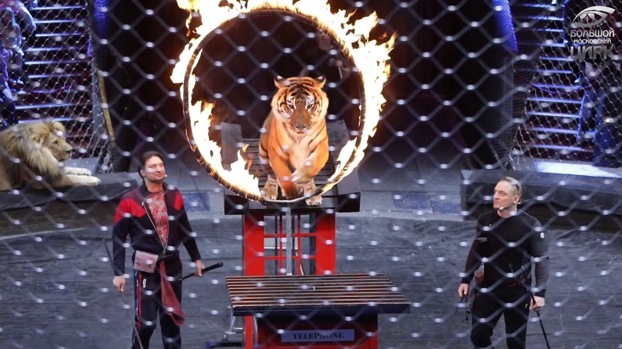 Открытая репетиция в Большом Московском цирке (пятиминутная версия) смотреть онлайн