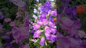 Колокольчик ?, посадка, уход, полив, размножение