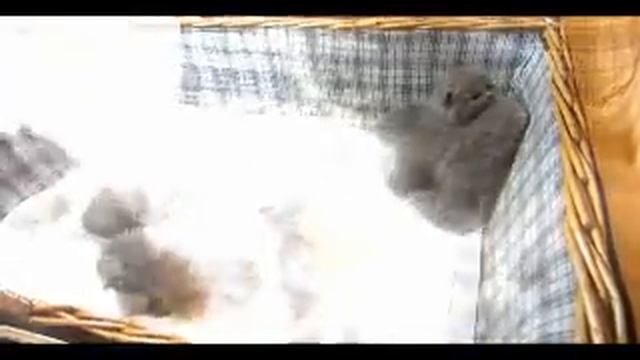 Котята британские голубые. Три недели. Помет от 17 мая 2013. смотреть онлайн