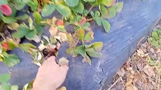 Сажайте как мы и у вас будет клубника до поздней осени! смотреть онлайн
