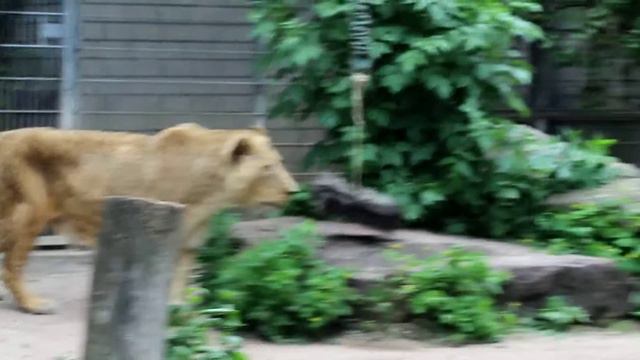 Львы в Гейдельбергском зоопарке. ( Heidelberg Zoo ) смотреть онлайн
