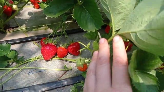 ОЛИМПИЯ. Последние выборки ягоды. Восторг от данного сорта клубники. смотреть онлайн