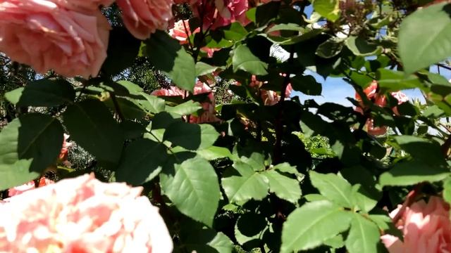 Эта роза должна быть в каждом саду! смотреть онлайн