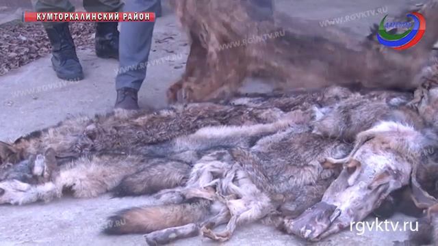 В Дагестане проводятся работы по регулированию численности хищников смотреть онлайн
