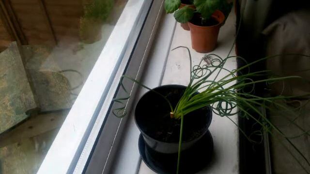 Albuca Spiralis moving (No sound) смотреть онлайн
