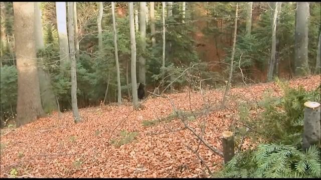 Hunter vs Bear смотреть онлайн