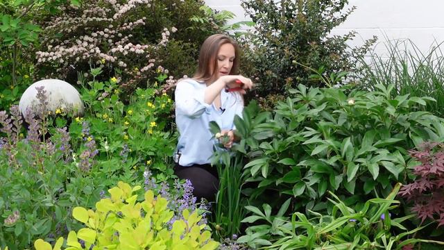 How to Harvest Peonies for the Longest Vase Life смотреть онлайн