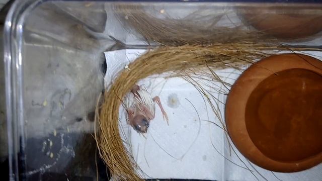 Брошенный птенец амадины гульда - ручное выкармливание. Часть 2. Gouldian amadina hand feeding смотреть онлайн