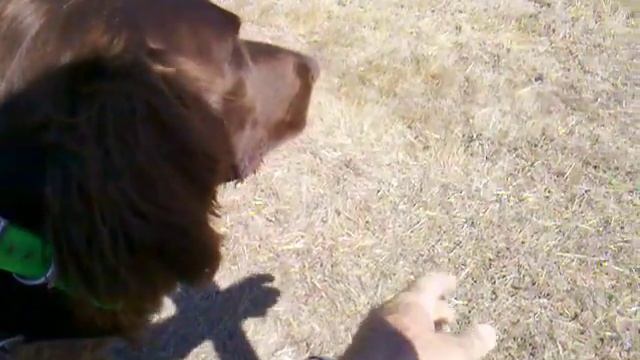 Deutsch Langhaar Blind Retrieve