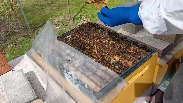 Проверка на развитие. смотреть онлайн