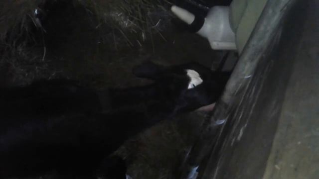 Обедняя дойка/кормление Ночки/17серия