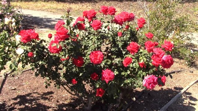 San Jose Heritage Rose Garden Flowers National Trust Roses смотреть онлайн