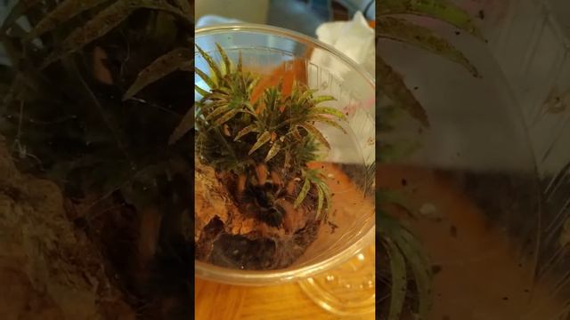 Panama Blonde- Psalmopeous Pulcher tarantula feeding смотреть онлайн