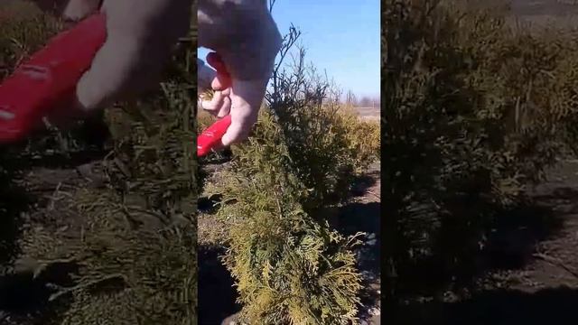 Стрижка туи "Колумна" смотреть онлайн