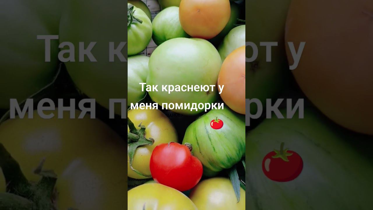 помидоры смотреть онлайн
