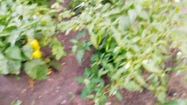 ДВОЙНОЙ УРОЖАЙ ПЕРЦА ПОСЛЕ ТАКОЙ ПОСАДКИ. смотреть онлайн