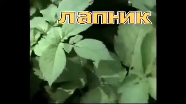 Полезные растения нашего леса.Трава Лапник или Сныть. смотреть онлайн